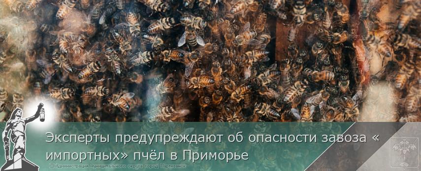 Эксперты предупреждают об опасности завоза «импортных» пчёл в Приморье | Администрация муниципального округа город Партизанск Приморского края Официальный сайт Эксперты предупреждают об опасности завоза «импортных» пчёл в Приморье | Администрация муниципального округа город Партизанск Приморского края Официальный сайт