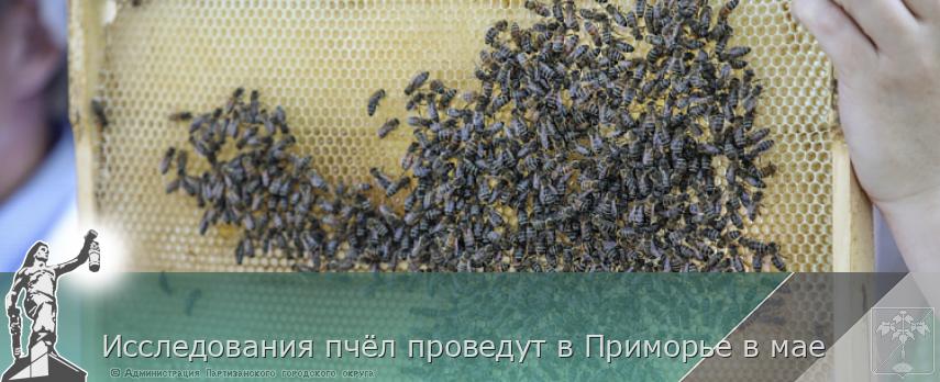 Исследования пчёл проведут в Приморье в мае | Администрация муниципального округа город Партизанск Приморского края Официальный сайт Исследования пчёл проведут в Приморье в мае | Администрация муниципального округа город Партизанск Приморского края Официальный сайт