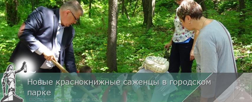 Новые краснокнижные саженцы в городском парке | Администрация муниципального округа город Партизанск Приморского края Официальный сайт Новые краснокнижные саженцы в городском парке | Администрация муниципального округа город Партизанск Приморского края Официальный сайт
