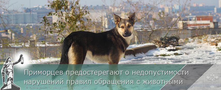 Приморцев предостерегают о недопустимости нарушений правил обращения с животными | Администрация муниципального округа город Партизанск Приморского края Официальный сайт Приморцев предостерегают о недопустимости нарушений правил обращения с животными | Администрация муниципального округа город Партизанск Приморского края Официальный сайт