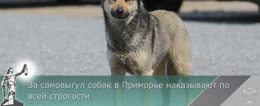 За самовыгул собак в Приморье наказывают по всей строгости | Администрация муниципального округа город Партизанск Приморского края Официальный сайт За самовыгул собак в Приморье наказывают по всей строгости | Администрация муниципального округа город Партизанск Приморского края Официальный сайт